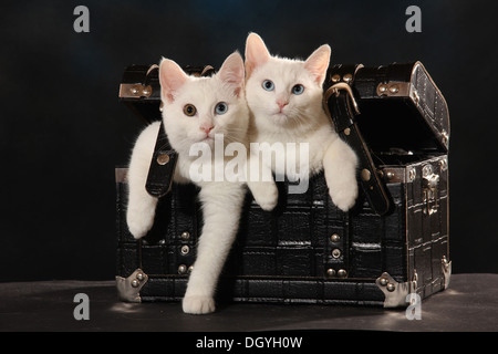 Les no de cat. Deux chatons blancs (5 mois) dans une valise noire Banque D'Images