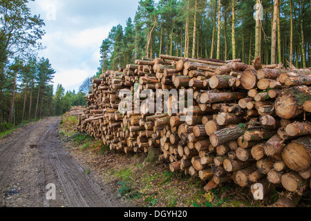 Logging in Derbyshire Dales UK Banque D'Images