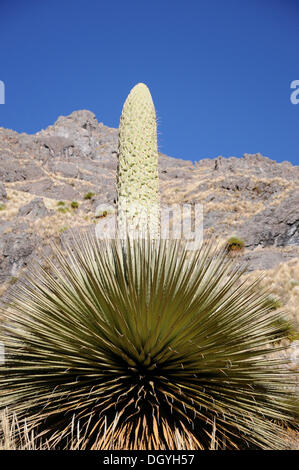 La reine des andes (Puya raimondii), via de los libertado, Pérou, Amérique du Sud, Amérique latine Banque D'Images