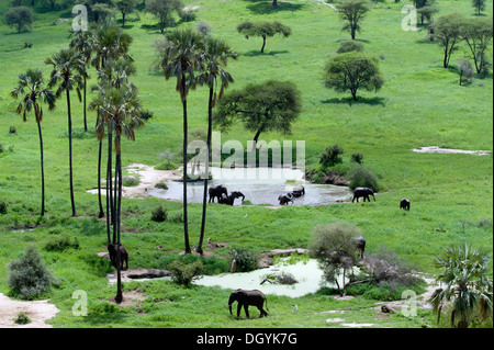 Les éléphants d'Afrique (Loxodonta africana) baignant dans un étang dans le parc national de Tarangire, Tanzanie Banque D'Images