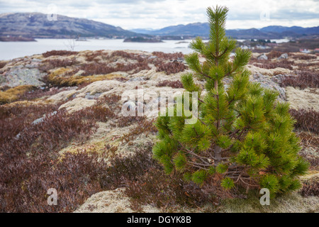 Petit arbre de pin vert de plus en plus sur la côte de pierre en Norvège Banque D'Images