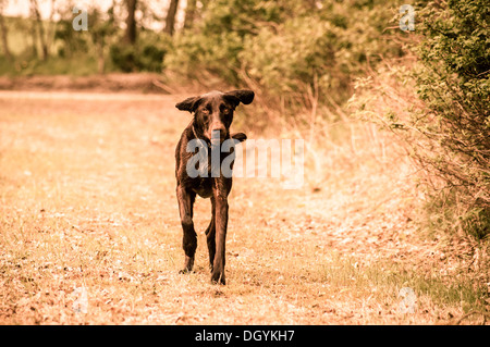 Cute labrador chien qui court dans un pré Banque D'Images