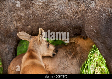 Deux veaux suckling sur femelle orignal (Alces alces), Alaska Banque D'Images