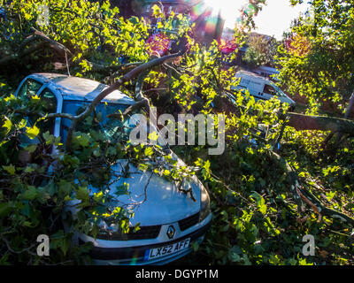 Nightingale Lane, Clapham, Londres, UK . 28 Oct, 2013. Partie d'un arbre tombe sur un Jaguar salon de voiture en raison de la tempête. L'intérieur de la voiture ne semble pas endommagée de sorte qu'il est présumé les occupants ont abandonné leur voiture car il n'est pas dans un espace de stationnement mais au milieu de sa voie. Une autre voiture dans un espace de stationnement en face de la route est également endommagé. Les frontaliers et les enfants de l'école, sur la voie d'une ligne nord retardé à Clapham South, arrêter de regarder et de prendre des photos.La tempête, appelé St Jude, a introduit le plus de vent, la météo à frapper le Royaume-Uni depuis 1987. Crédit : Guy Bell/Alamy Live News Banque D'Images