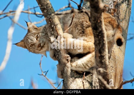 Ou lynx du Canada lynx du Canada (Lynx canadensis) dans un arbre, Alaska, United States Banque D'Images