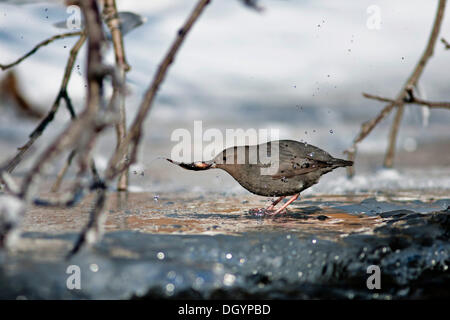 Un Cincle d'Amérique (Cinclus mexicanus) avec son poisson, à ruisseau Quartz, Alaska Banque D'Images