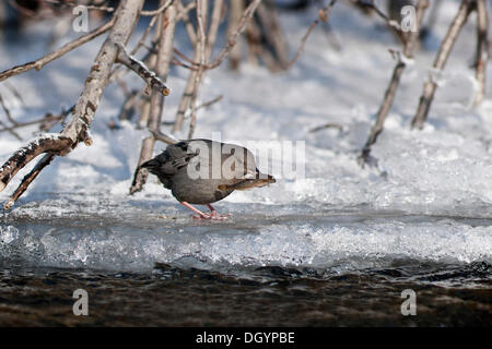 Un Cincle d'Amérique (Cinclus mexicanus) avec son poisson, à ruisseau Quartz, Alaska Banque D'Images