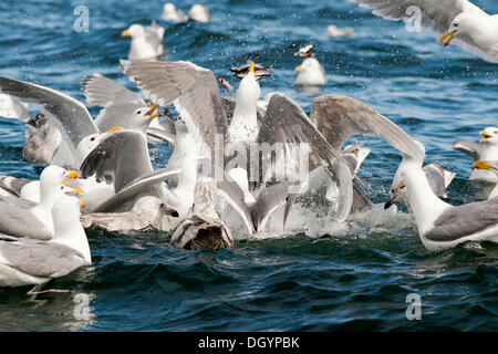 Goéland à ailes grises (Larus glaucescens) se nourrissent de hareng dans le golfe de l'Alaska Banque D'Images