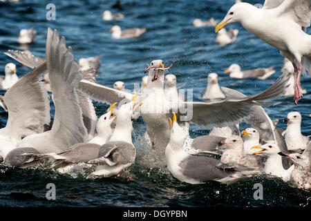 Goéland à ailes grises (Larus glaucescens) se nourrissent de hareng dans le golfe de l'Alaska Banque D'Images