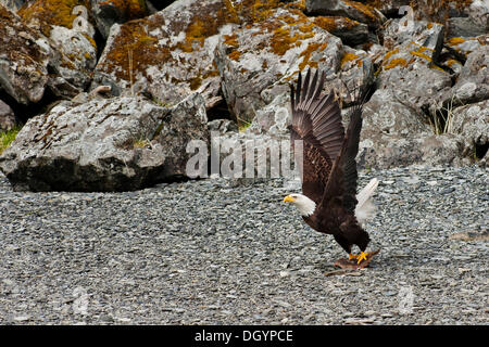 Un pygargue à tête blanche (Haliaeetus leucocephalus) attrape un poisson, Prince William Sound, Alaska, United States Banque D'Images
