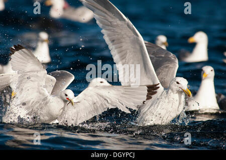 Une Mouette tridactyle (Rissa tridactyla) se nourrissent de poissons-appâts, golfe d'Alaska, Alaska, United States Banque D'Images