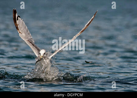 Une Mouette tridactyle (Rissa tridactyla) se nourrit de harengs, golfe d'Alaska, Alaska, United States Banque D'Images