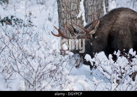 Un orignal (Alces alces) fourrages en hiver, Alaska, United States Banque D'Images