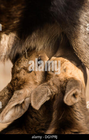 Suckling jeunes Orignaux (Alces americanus), Anchorage, Alaska, United States Banque D'Images