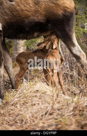 Suckling jeunes Orignaux (Alces americanus), Anchorage, Alaska, United States Banque D'Images