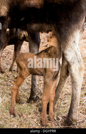 Moose calf Suckling (Alces americanus), Anchorage, Alaska, United States Banque D'Images