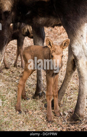 Veau orignal debout entre les jambes de la mère (Alces americanus), Anchorage, Alaska, United States Banque D'Images