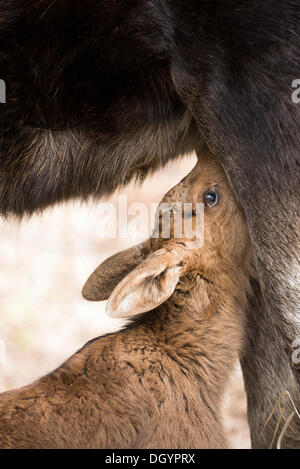 Moose calf Suckling (Alces americanus), Anchorage, Alaska, United States Banque D'Images