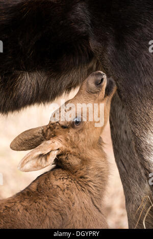 Moose calf Suckling (Alces americanus), Anchorage, Alaska, United States Banque D'Images