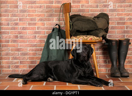 Labrador noir se trouvant en face de la chaise, à côté des bottes de caoutchouc et équipements de chasse Banque D'Images