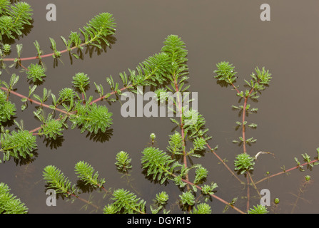 Parrot's-plume, Myriophyllum aquaticum ; introduit de plante aquatique d'Amérique du Sud, d'envahir l'étang. Devon. Banque D'Images