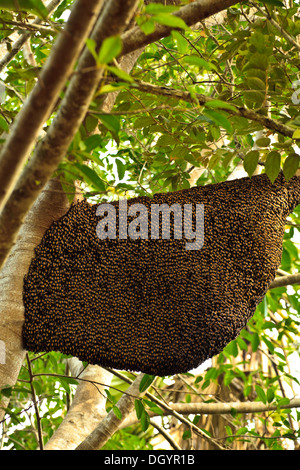 Le nid des abeilles géantes ou ruche recouvert d'abeilles suspendu à une branche d'arbre sur l'île de Pulau rinca en Indonésie Banque D'Images