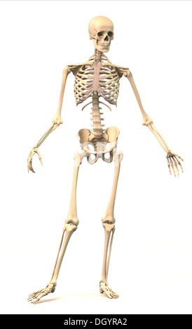 Les droits de l'homme squelette, extrêmement détaillées et scientifiquement correctes, dans la posture dynamique, vue de face. Sur fond blanc. Anatomie Banque D'Images