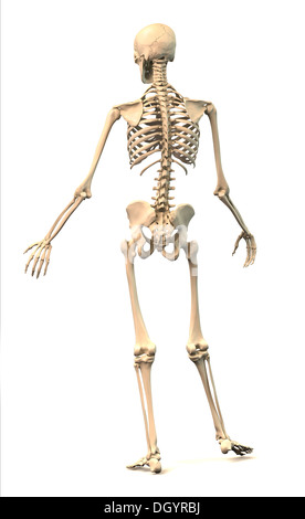 Les droits de l'homme squelette, extrêmement détaillées et scientifiquement correctes, dans la posture dynamique, vue arrière. Sur fond blanc, de l'anatomie. Banque D'Images