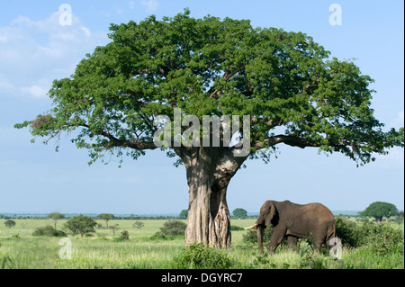 Baobab (Adansonia digitata) et l'éléphant africain (Loxodonta africana) dans le parc national de Tarangire, Tanzanie Banque D'Images