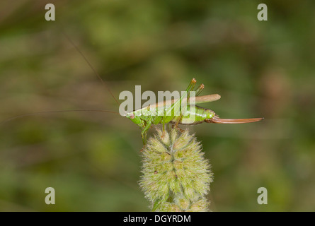 Long-winged Conehead femelle, Conocephalus discolor, bush-cricket en automne. Le Dorset. Banque D'Images