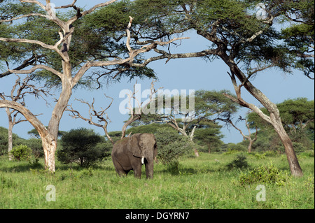 L'éléphant africain (Loxodonta africana) sous les arbres d'Acacia dans Parc national de Tarangire, Tanzanie