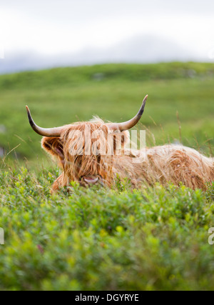 Highland cow sur l'île de Mull, en Ecosse. Banque D'Images