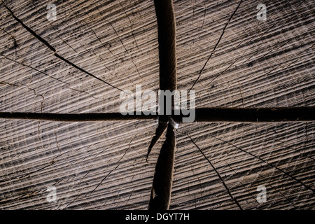 Close-up d'un tronc d'arbre pattern Banque D'Images