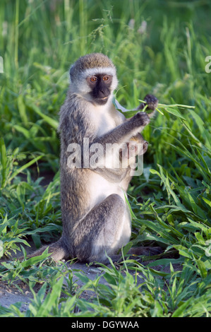 Un singe (Chlorocebus pygerythrus) avec bébé mange de l'herbe dans le parc national de Tarangire, Tanzanie Banque D'Images