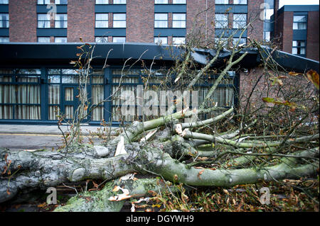 Londres, Royaume-Uni - 28 octobre 2013 : un arbre tombé hits le toit de l'hôtel Double Tree by Hilton à Ealing, comme la ville est frappée par la tempête.La tempête, appelé St Jude, a introduit le plus de vent, la météo à frapper le Royaume-Uni depuis 1987. Credit : Piero Cruciatti/Alamy Live News Banque D'Images