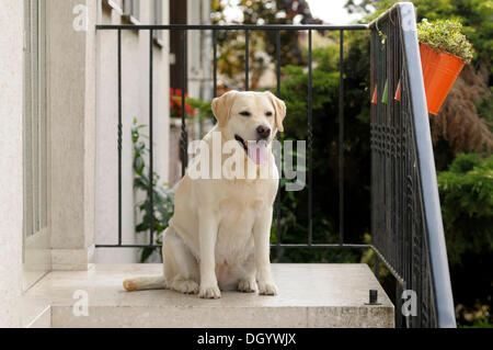 Blonde Labrador-Retriever assis en face d'une entrée Banque D'Images