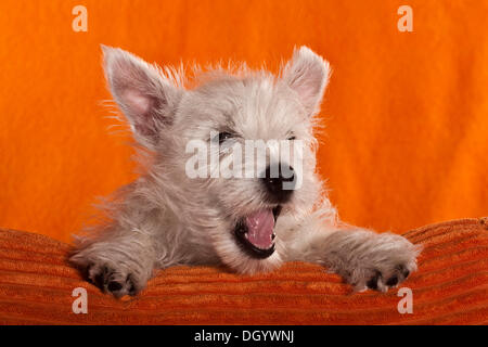 West Highland White Terrier puppy, 4 mois, à la recherche sur un coussin orange Banque D'Images