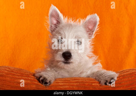 West Highland White Terrier puppy, 4 mois, à la recherche sur un coussin orange Banque D'Images