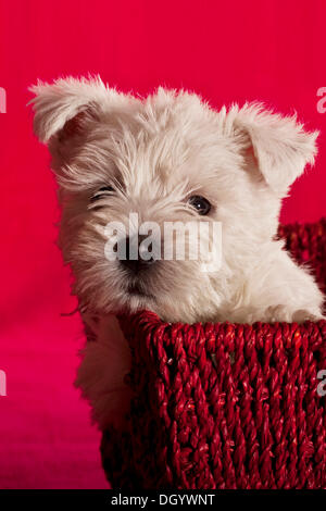 West Highland White Terrier puppy, 6 semaines, assis dans un panier en osier rouge Banque D'Images