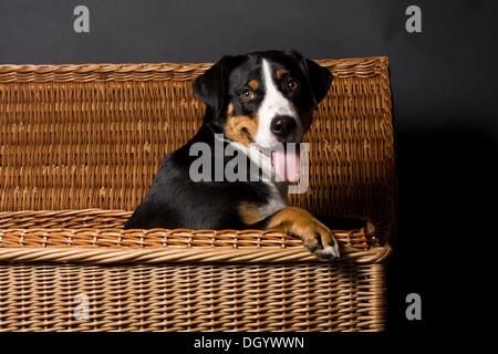 Appenzell Mountain dog sitting in laundry basket Banque D'Images