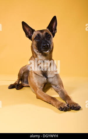 Malinois, chien de berger, couchée Banque D'Images