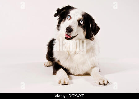 Chien de berger australien, couchée Banque D'Images