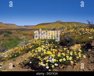 Printemps dans le Biedouw Valley Banque D'Images