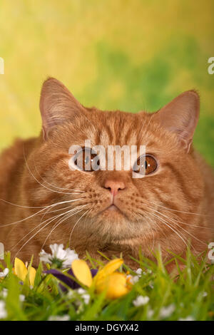 Chat British Shorthair, ginger tom cat, portrait Banque D'Images