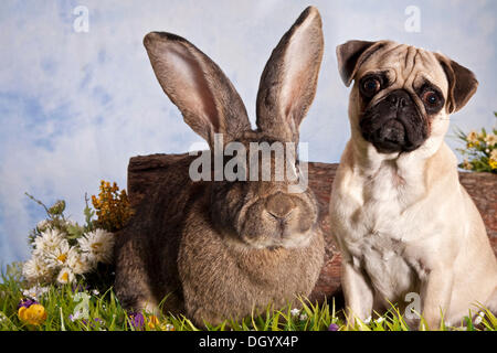 Le PUG dog allemand et lapin géant sitting together Banque D'Images