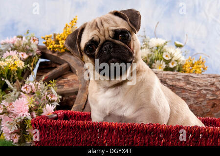 Le PUG chien assis dans un panier rouge Banque D'Images