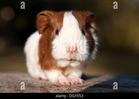 Jeune cobaye (Cavia porcellus) Banque D'Images