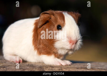 Jeune cobaye (Cavia porcellus) Banque D'Images