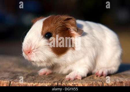 Jeune cobaye (Cavia porcellus) Banque D'Images