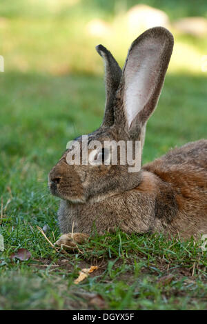 Couché géant flamand (Oryctolagus cuniculus forma domestica) Banque D'Images